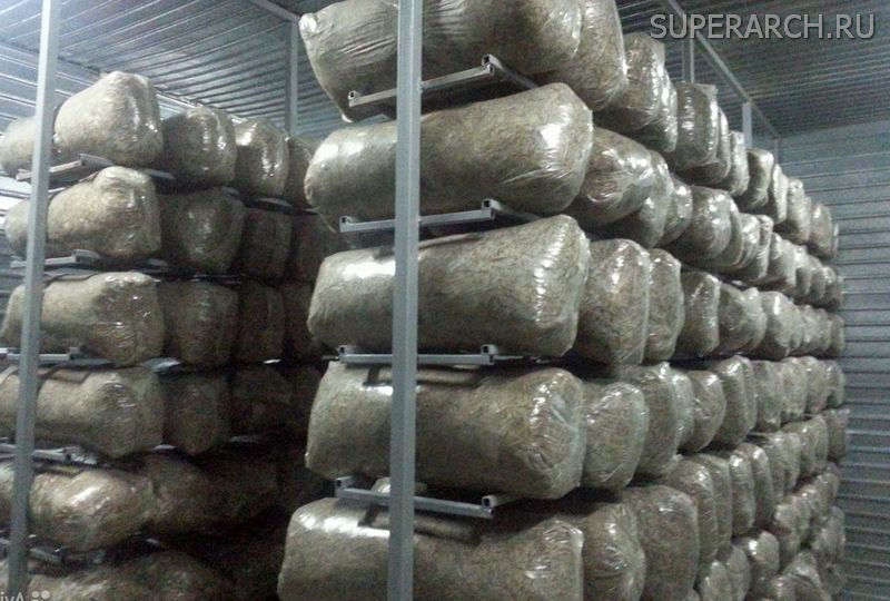 Технология домашнего выращивания грибов на пнях Технология домашнего выращивания грибов на пнях