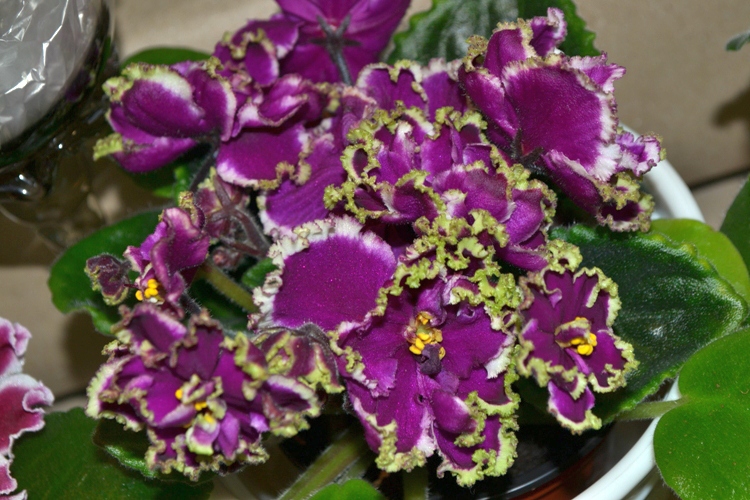 Фото ек малахитовая орхидея фото и описание