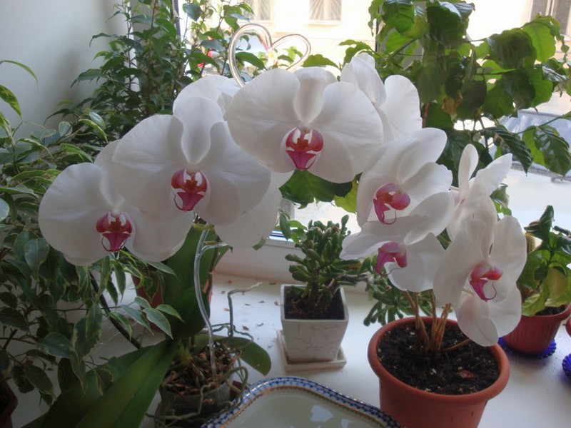 Орхидеи дома