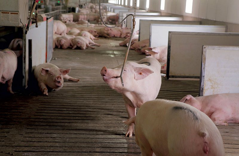Строительство сарая для вислобрюхих свиней своими руками | Знай ферму | Дзен