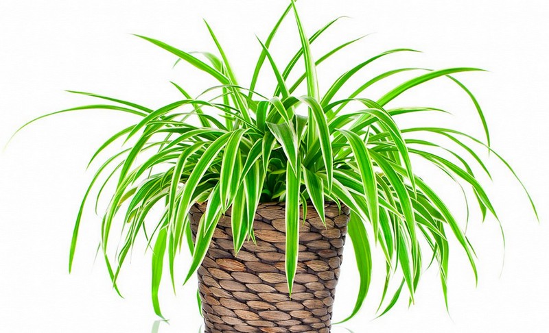 14 разновидностей комнатной пальмы, о которых вы не знали