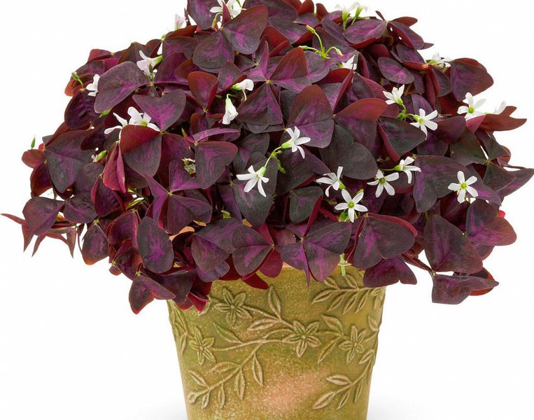 Комнатный цветок с фиолетовыми листьями (70 фото)