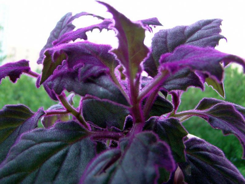 Цветок С Фиолетовыми Листьями Название Фото