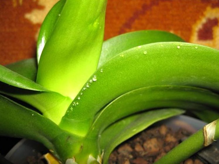 Что делать, если на листьях орхидеи появились липкие капли? Причины этой проблемы