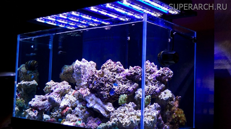 освещение аквариумов светодиодами разными спектрами