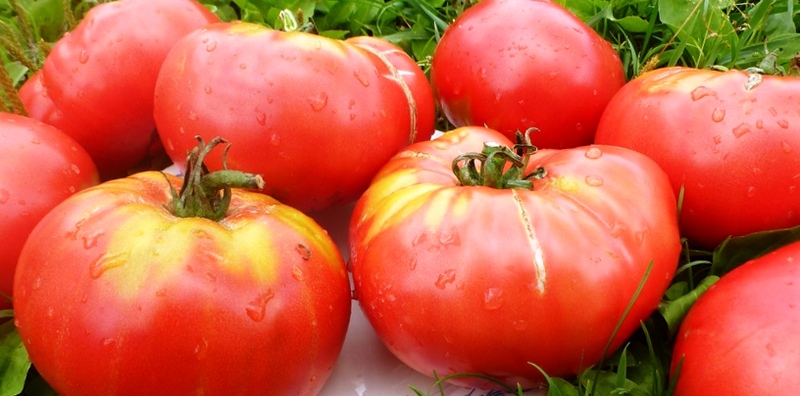 Сорт помидор для открытого грунта
