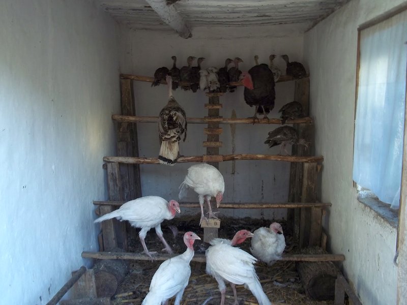 Сарай для индюков: требования к птичнику, материалы и строительство индюшатника