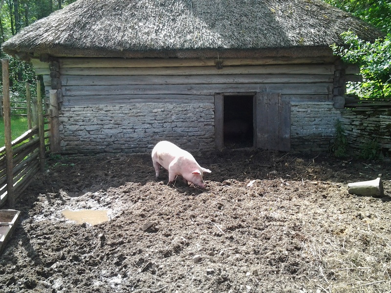 Каким должен быть «домик» для свиней?