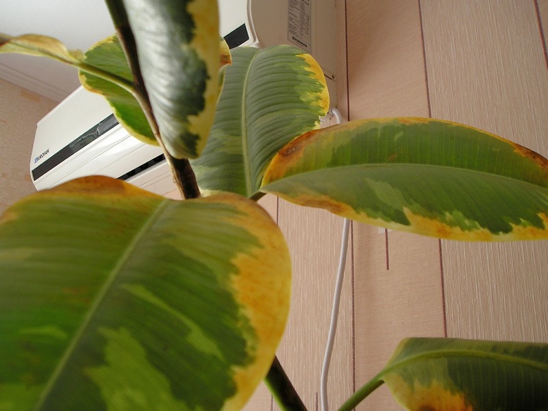 Желтеют листья у комнатных растений — что делать?