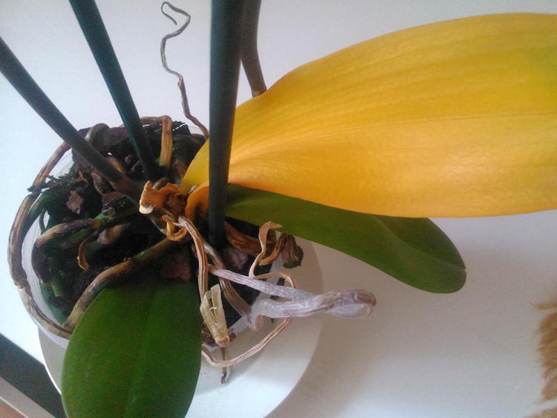 Почему у орхидеи желтеют листья и что делать