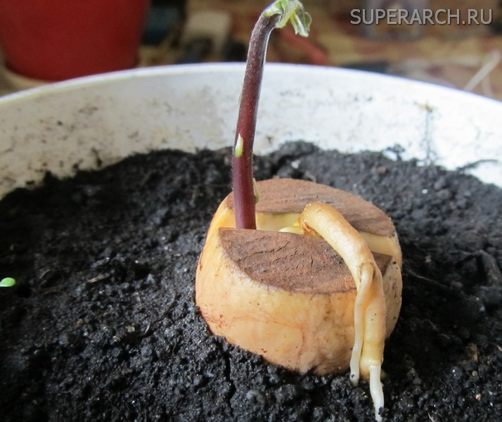 Вырастить авокадо