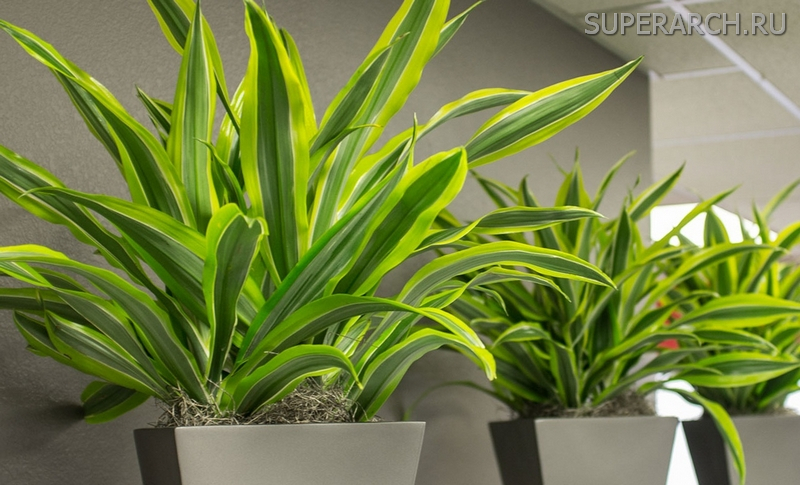 Лучшие комнатные растения, очищающие воздух дома