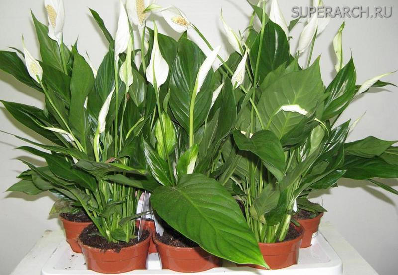 Растения для очистки воздуха дома