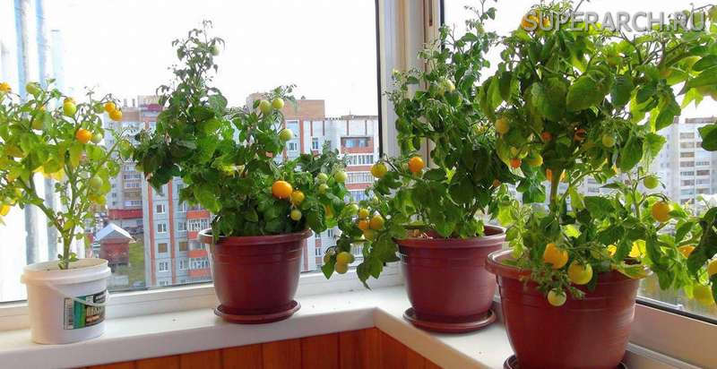 Урожай томатов дома