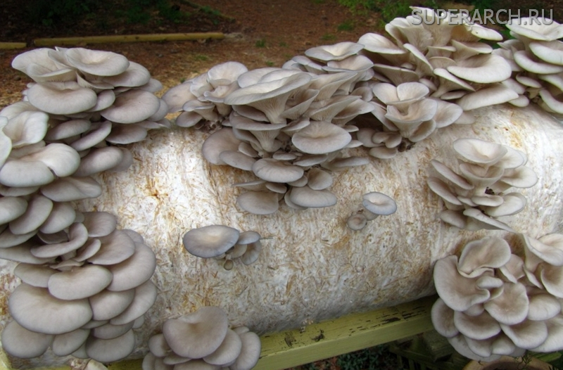 Выращивание гриба вешенки