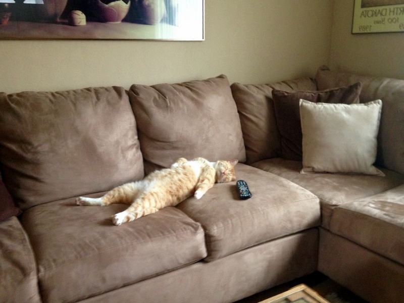 Очистить диван от кошачьей мочи