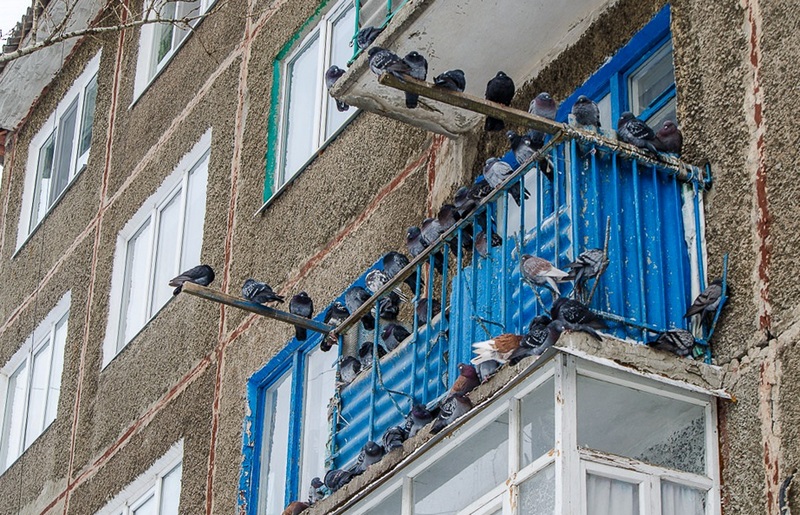 Как обработать балкон после голубей?