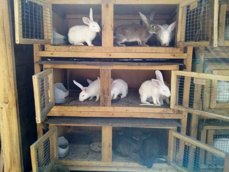 Дом для кроликов своими руками (74 фото)