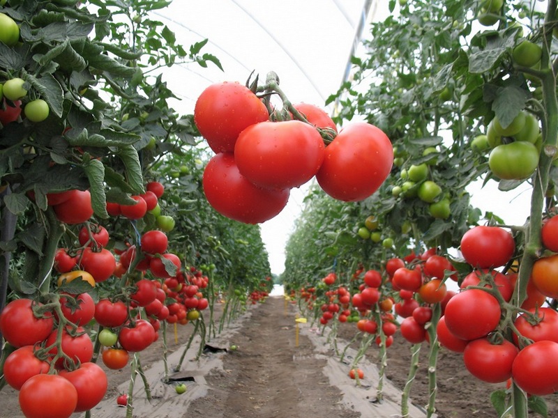 Тепличные сорта томатов высокоурожайные стойкие к болезням