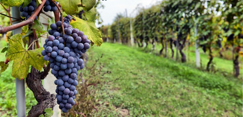 Вино и виноградники Абхазии