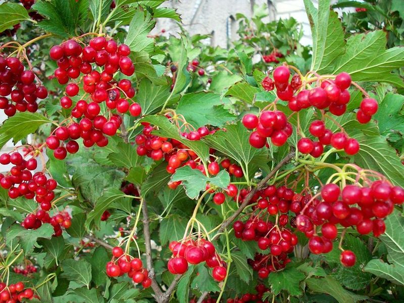 Красная калина фото кустарника с ягодами
