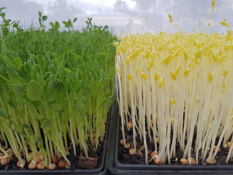 Микрозелень: огромная польза в маленьких ростках