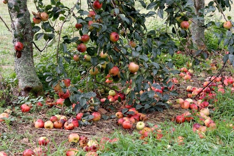 Гнилые яблоки как удобрение